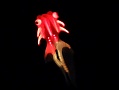 Vol de nuit